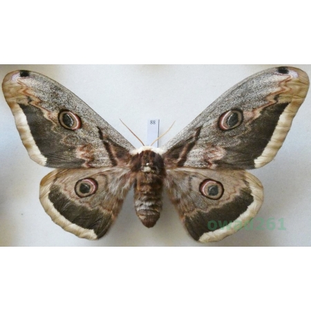 Saturnia pyri (Denis & Schiffermüller, 1775) female Pawica gruszówka Croatia 122mm88
